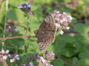 Horace's Duskywing, August 1 2014, by Doug Welch