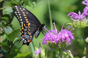 Eastern Black Swallowtail, by Michelle Sharp