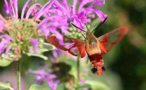Hummingbird Clearwing Moth, Aug 12 2014, by Ron Rowan