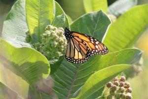 Monarch on Milkweed, June 26 2014, By Michelle Sharp