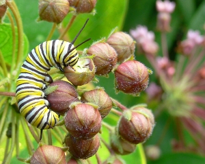 Monarck Butterfly Caterpillar  Feeding On Milkweed