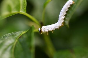 Dogwood Sawfly Larva, by Ron Rowan