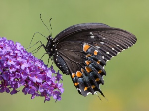 Spicebush Swallowtail, by Doug Welch