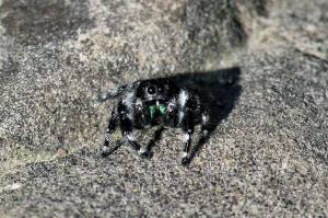Phidippus audax (Common Jumping Spider), May 31 2014, by Michelle Sharp
