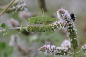 Grasshopper & Bee on Mint August 25, 2015 Photo by Michelle Sharp