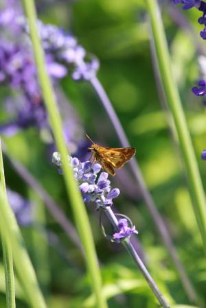 Peck’s Skipper on Lavender July 27, 2015 Photo by Michelle Sharp