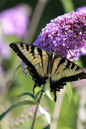 Tiger Swallowtail on Buddleia July 30, 2015 Photo by Michelle Sharp