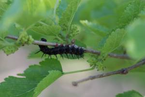 Mourning Cloak Caterpillar on Mulberry June 10, 2015 Photo by Michelle Sharp