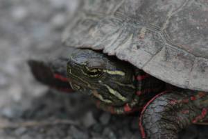 Painted Turtle May 30, 2015 Photo by Michelle Sharp