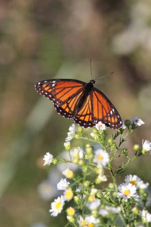 Viceroy on White Asters September 21, 2015 Photo by Michelle Sharp