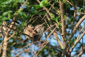 Young Carolina Wrens May 24, 2015 Photo by Michelle Sharp