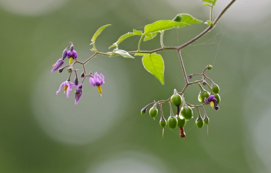 Climbing Nightshade (Solanum dulcamara)